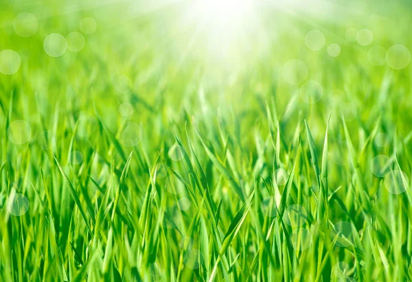 Soft Defocused Spring Background Sunburst Bokeh Lush Green Grass — Stock Photo, Image