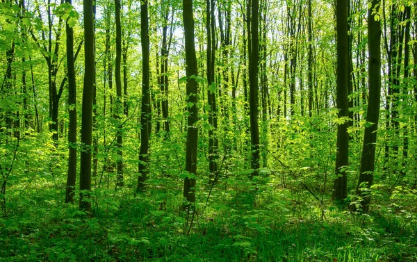 Hermoso Paisaje Forestal Por Mañana — Foto de Stock