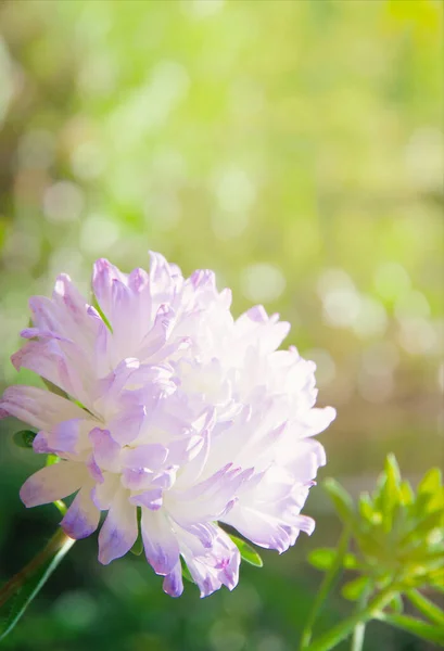 Chrysanthème Dans Jardin Fleurs — Photo