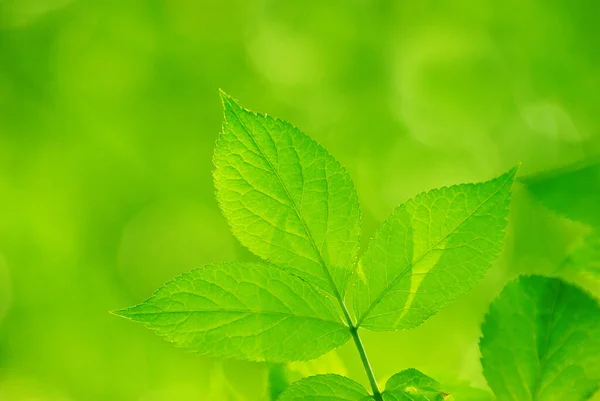 Hojas Verdes Los Fondos Verdes —  Fotos de Stock