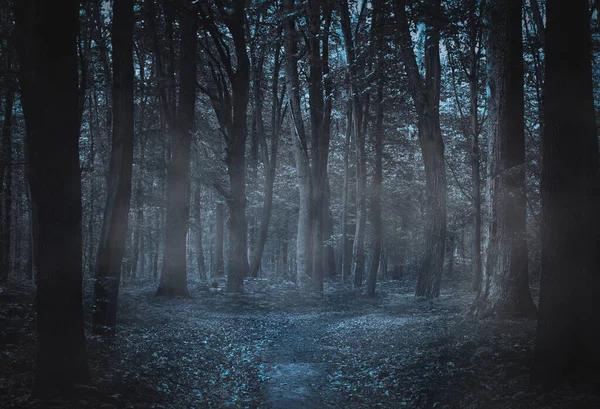 Ścieżka Światła Przez Ciemny Las Zimno Nocy — Zdjęcie stockowe