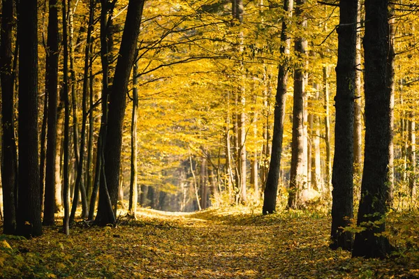 Goldener Herbstwald Mit Sonnenstrahlen — Stockfoto
