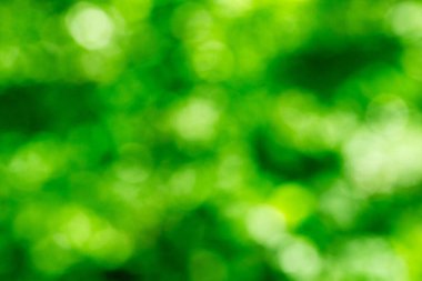 Yeşil bokeh arka plan doğa orman odak dışı