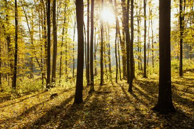 Güneş ışınları ile altın sonbahar orman