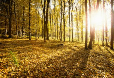 Güneş ışınları ile altın sonbahar orman