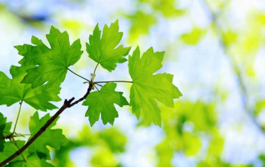 Yeşil yapraklar yeşil arka planlar