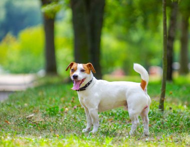 Jack Russell parkta çimlerin üzerinde teriyer köpeği
