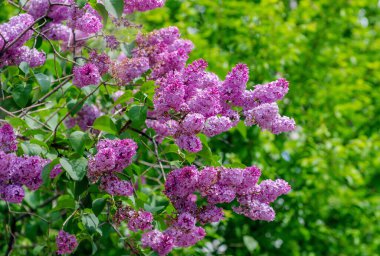 Çiçek açan dallar, seçici odak