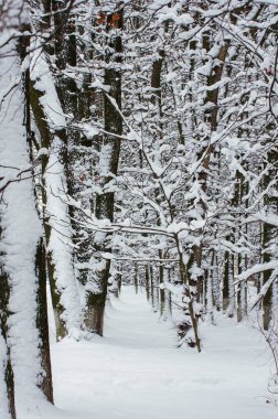 Kışın kar kaplı ağaçlar arka plan