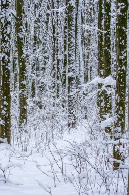 Kışın kar kaplı ağaçlar arka plan