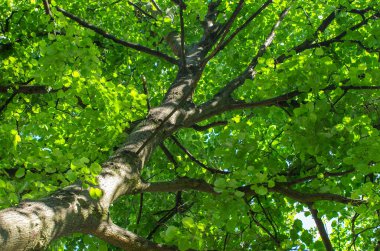 Ağaçların gövdesinden yeşil yapraklara kadar orman içinde güneş ışığı alan büyük bir ağaç. Parkta taze ortam.