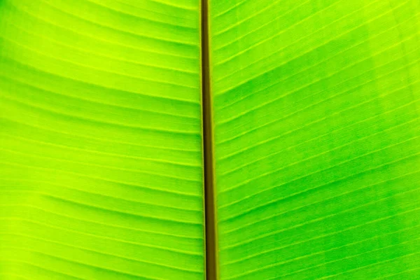 緑の葉の表面を閉じてテクスチャの背景画像 — ストック写真