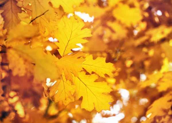 Yellow Maple Leaves Twig Autumn — Stock Photo, Image