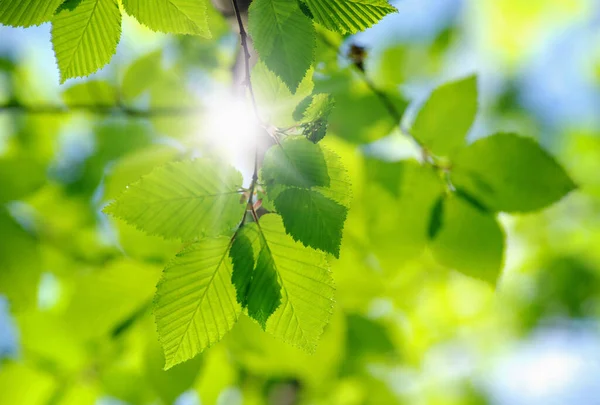 Green Leaves Green Backgrounds — Stock Photo, Image