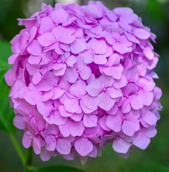 Fiori Ortensia Rosa Vicino — Foto Stock