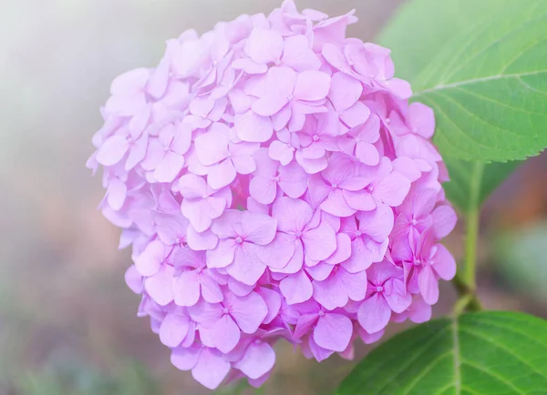 Rosa Hortensia Blommor Närbild — Stockfoto