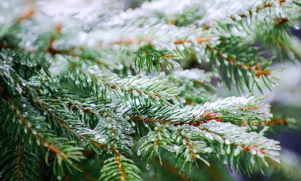 Ramas Abeto Verde Con Agujas Hielo Nieve Cubiertas Invierno — Foto de Stock