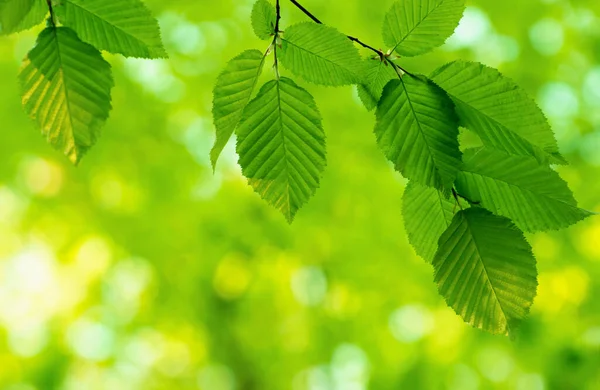 Lente Groene Bladeren Achtergrond Zonnige Dag — Stockfoto