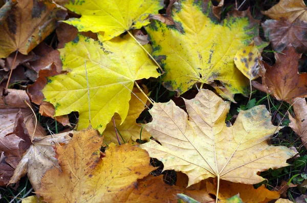 Yellow Maple Leaf Ground Autumn Sunlight — Stock Photo, Image