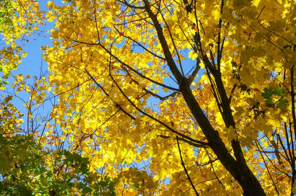 Feuilles Sur Les Branches Dans Forêt Automne — Photo