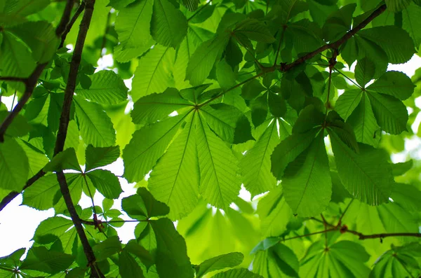 Green Leaves Chestnut — Stock Photo, Image
