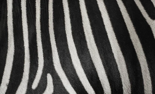 Naturalna Tekstura Skóry Zebry — Zdjęcie stockowe