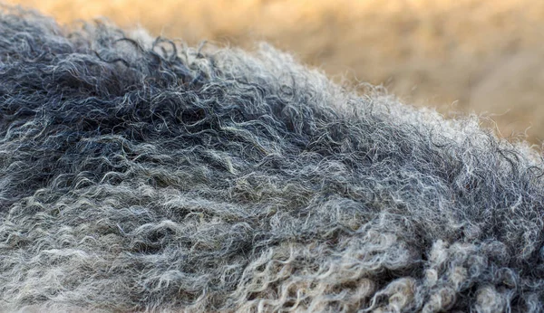 Tekstura Wełny Zwierzęcej Lama Tło Brązowy — Zdjęcie stockowe