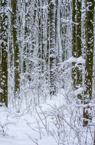 Kışın kar kaplı ağaçlar arka plan