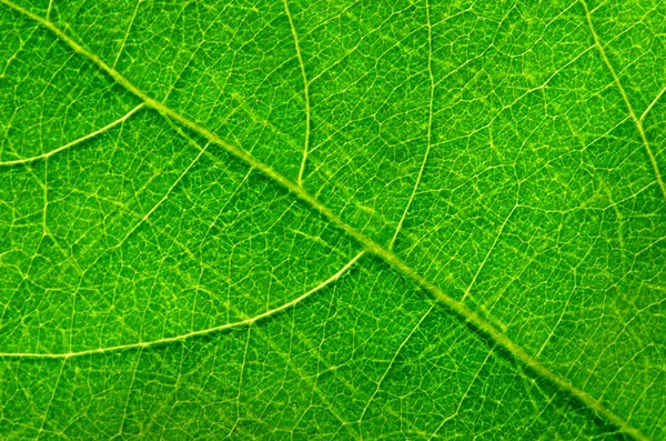 Abstract Green Leaf Texture Background — Stock Photo, Image