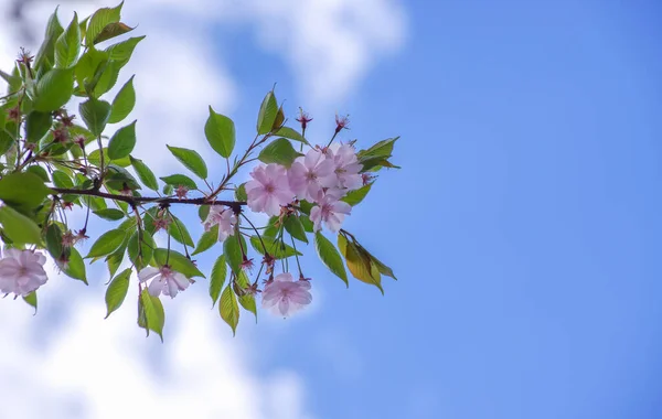 Sakura Flower Blue Sky — Stock Photo, Image