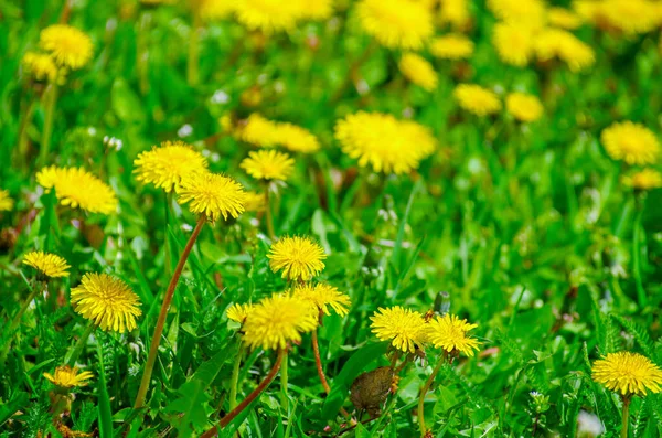 Gelbes Helles Gras Pflanzen Blume Löwenzahn — Stockfoto