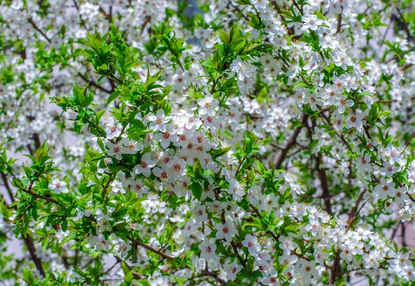 Cherry Větev Krásným Pozadím — Stock fotografie