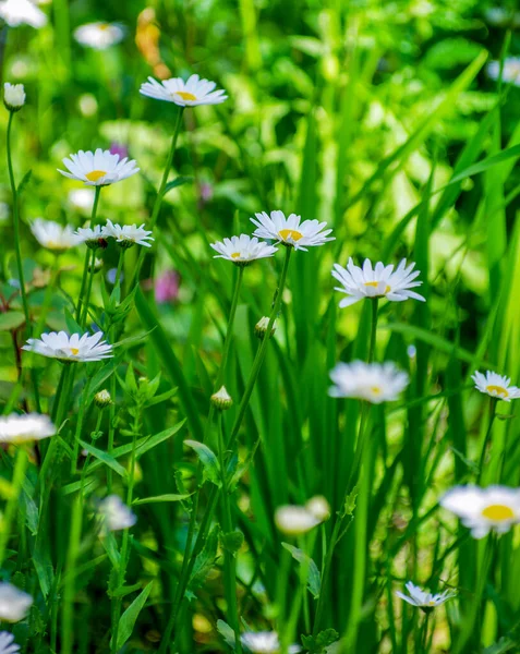 Camomille Belle Dans Pré — Photo