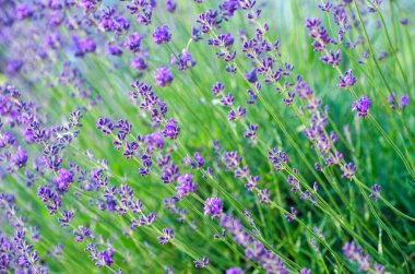 Çiçek bahçesindeki lavanta çiçeğine odaklan. Güneş ışığıyla aydınlanan lavanta çiçekleri..