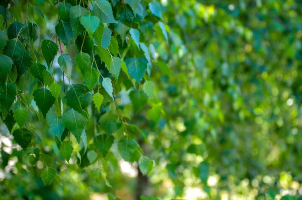 Schöne Grüne Birkenblätter Hintergrund — Stockfoto