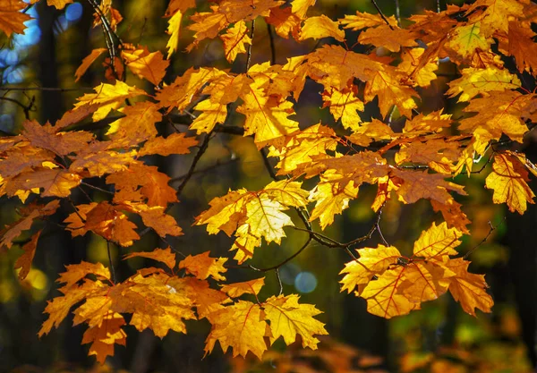 Yellow Maple Leaves Twig Autumn — Stock Photo, Image