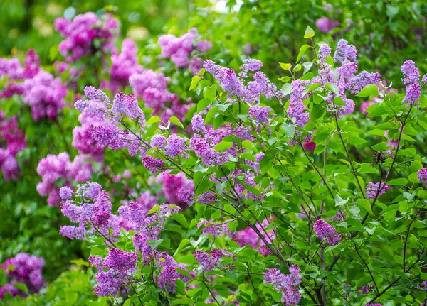 春に咲く薄紫色の花 — ストック写真