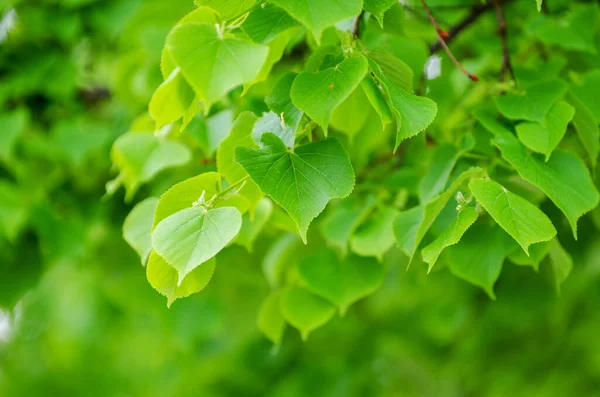 Green Leaves Green Backgrounds — Stock Photo, Image