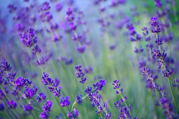Selektivt Fokus Lavendelblomman Blomsterträdgården Lavendelblommor Upplysta Solljus — Stockfoto