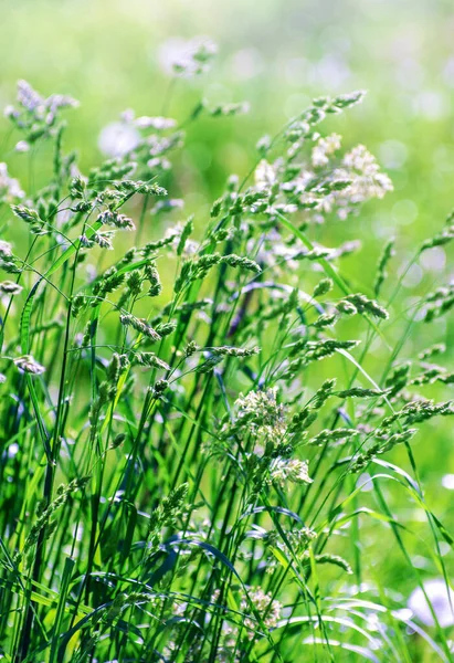 Perfekta Grön Bakgrund Färskt Gräs — Stockfoto