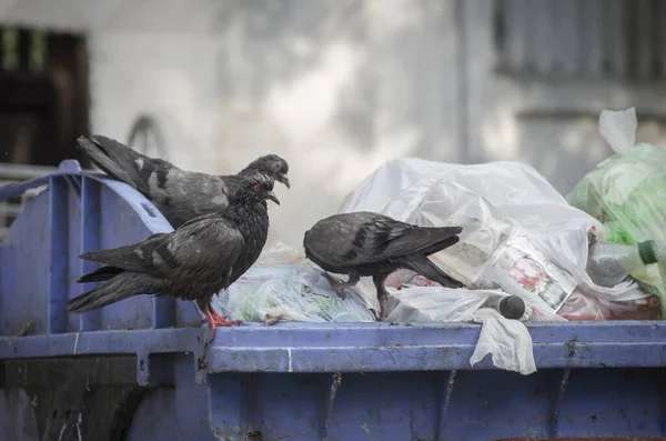 Przepełnione Worki Śmieci Torbami Pudełkami Plastikowymi Butelkami Gołębiami — Zdjęcie stockowe