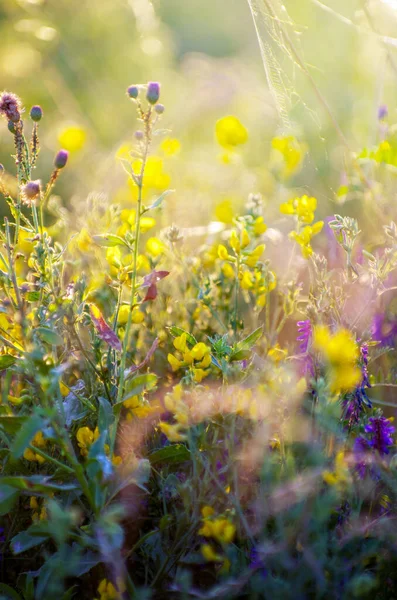 Fleurs Sauvages Sur Une Prairie Été Close — Photo