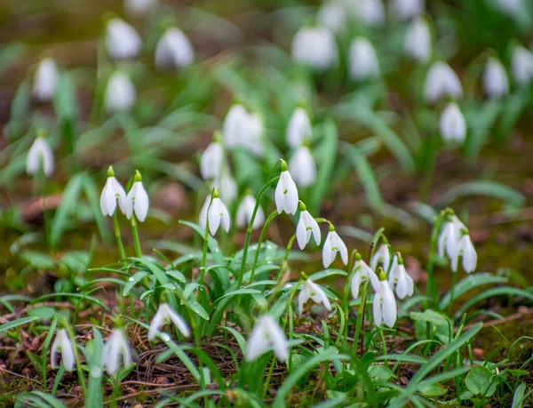 First Beautiful Snowdrops Spring — Stock Photo, Image