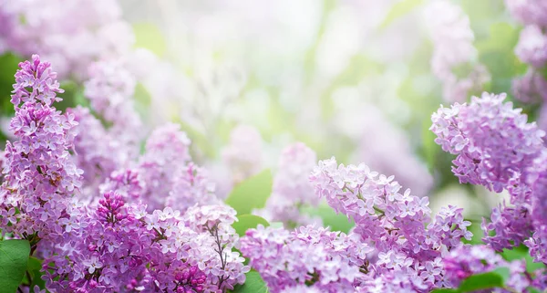 春に咲く薄紫色の花 — ストック写真