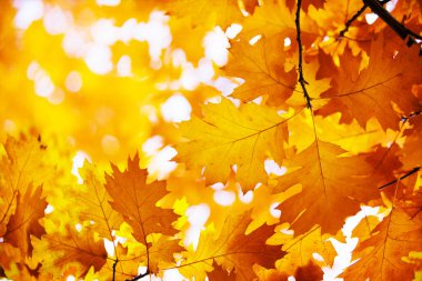 sonbahar arka plan üzerinde orman bırakır.