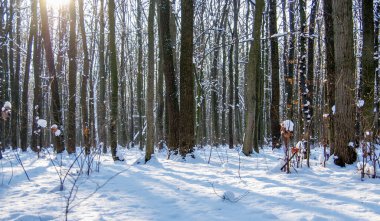 Kışın kar kaplı ağaçlar arka plan