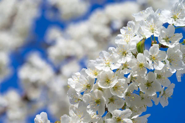 Beautiful Cherry Blossom Sakura Spring Time Sky — Stock Photo, Image