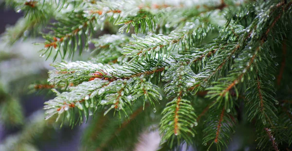 Grüne Fichtenzweige Mit Nadeln Eis Und Schnee Winter Bedeckt — Stockfoto