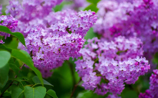 Lilac Blossoming Branches Selective Focus — Stock Photo, Image