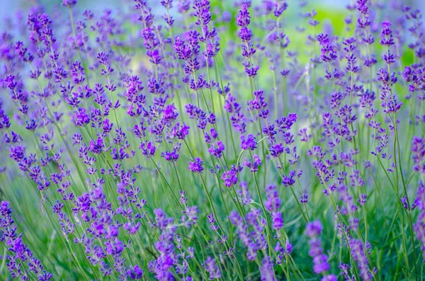 Enfoque Selectivo Flor Lavanda Jardín Flores Flores Lavanda Iluminadas Por — Foto de Stock